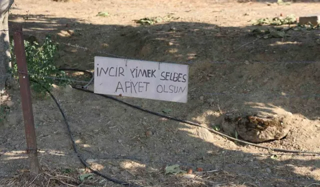 İncir bahçesinde gülümseten not: “İncir yimek selbes”
