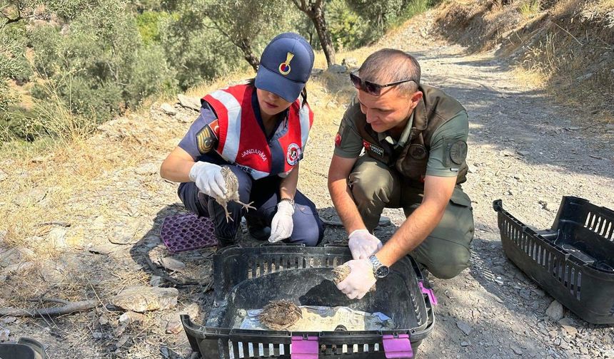 Kurtarılan 46 Kuş Doğaya Salındı