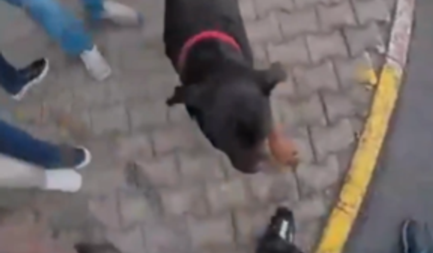 Ağızlıksız gezdirilen Rottweiler dehşet saçtı