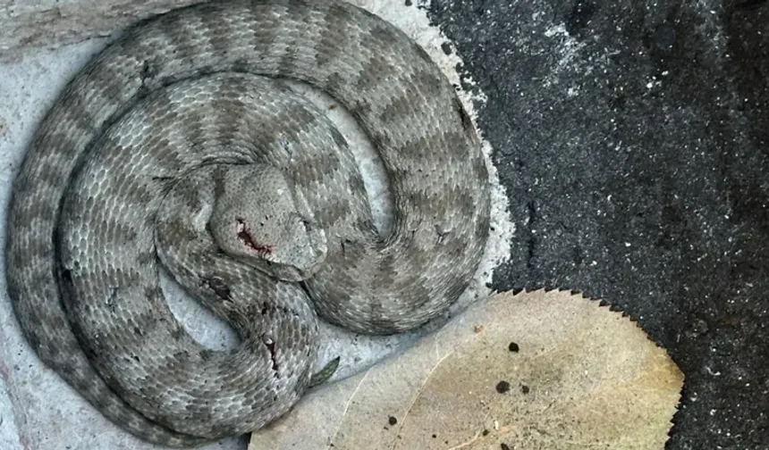 Kedi ve yılanının kavgası kameralara yansıdı