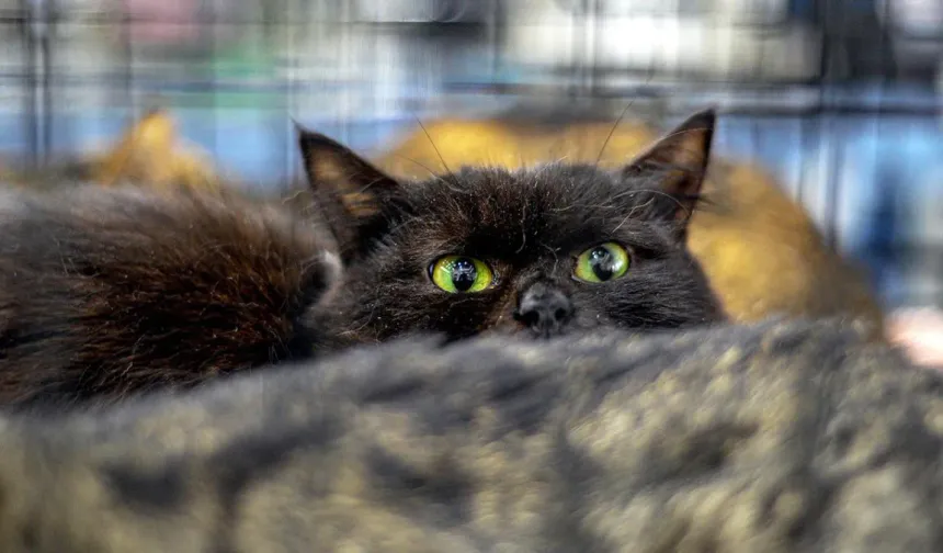 2050’ye kadar 2.5 milyon kedi öldürülecek