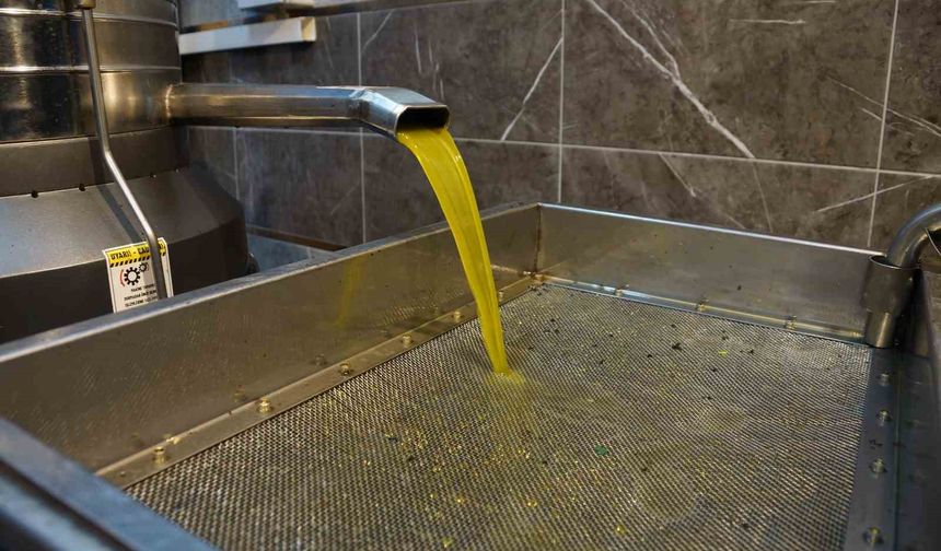 Aydın'da zeytinin yağa dönüşümü başladı