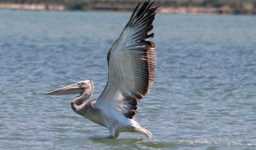 Oltaya takılan pelikanı balıkçılar kurtardı