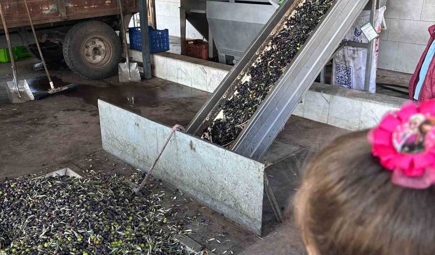 Minikler zeytinin ağaçtan sofraya uzanan serüvenini öğrendi