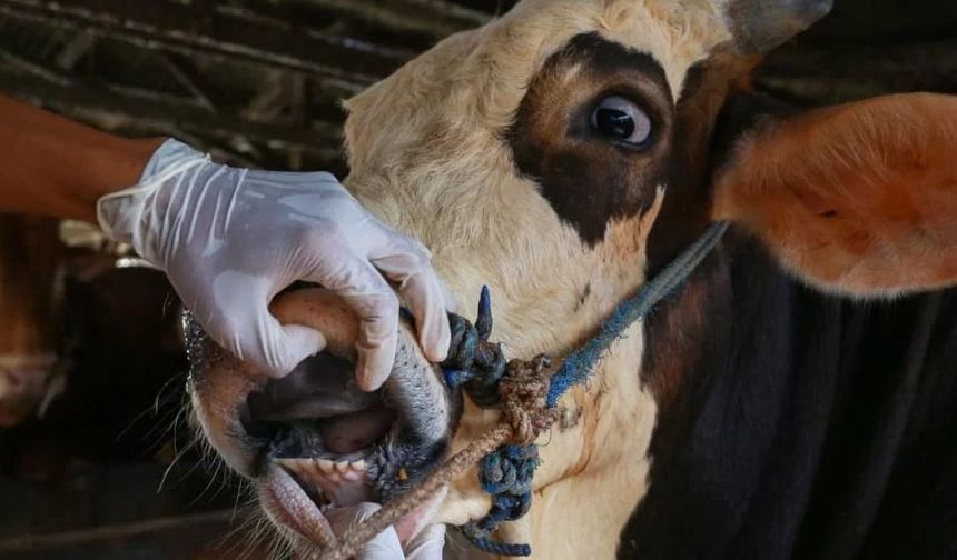 Bozdoğan'da şap hastalığı tespit edildi