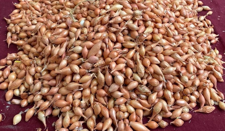 Soğan üreticilerine 'Dikim zamanı' uyarısı