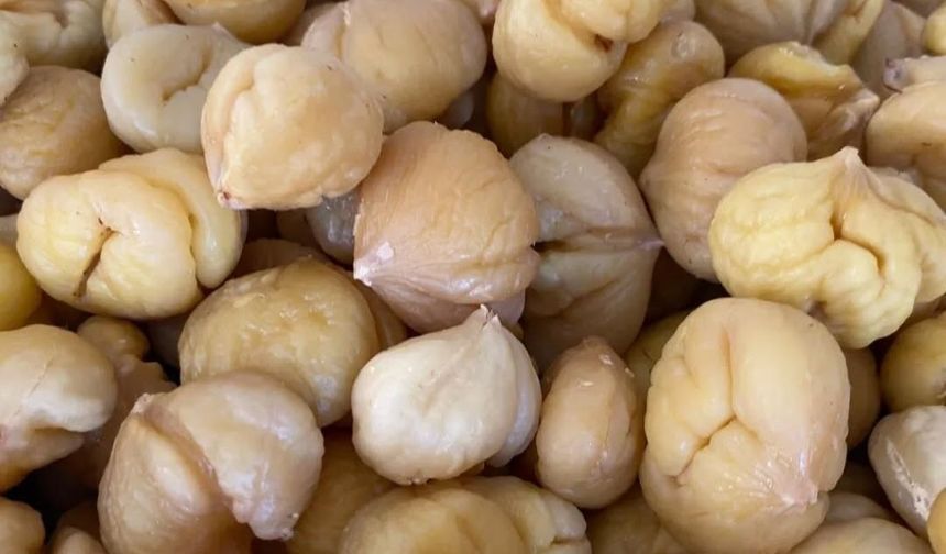 Aydın kestanesi ihracata hazırlanıyor