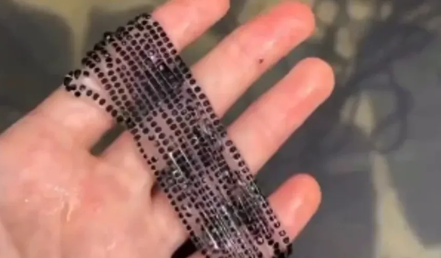 Gören kolye sanıyor fakat hepsi 3 gün sonra birer canlıya dönüşüyor