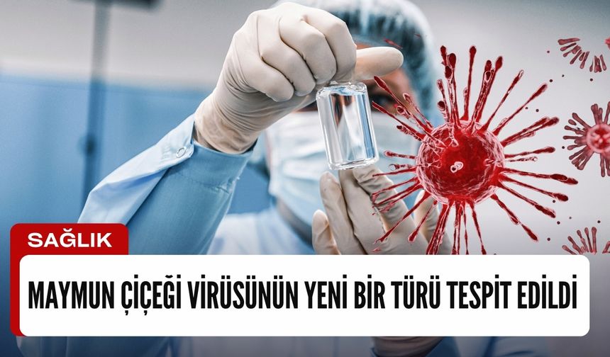 Maymun çiçeği virüsünün yeni bir türü tespit edildi