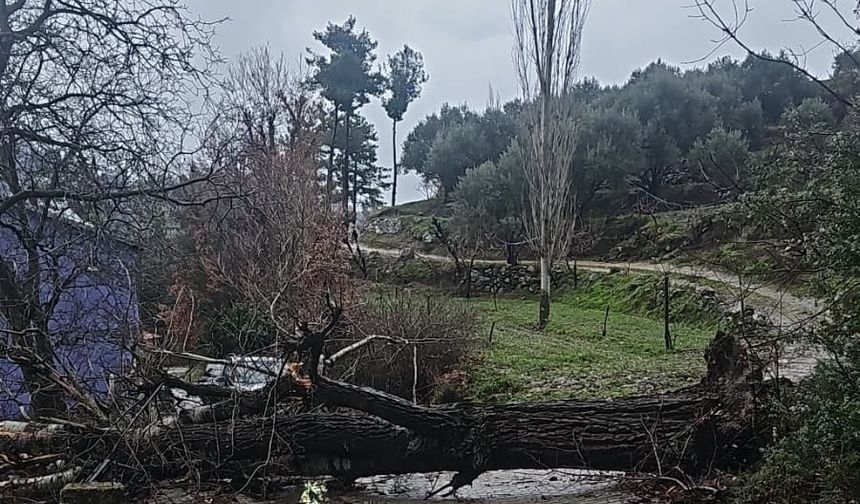 Asırlık kavak ağacı fırtınaya dayanamadı