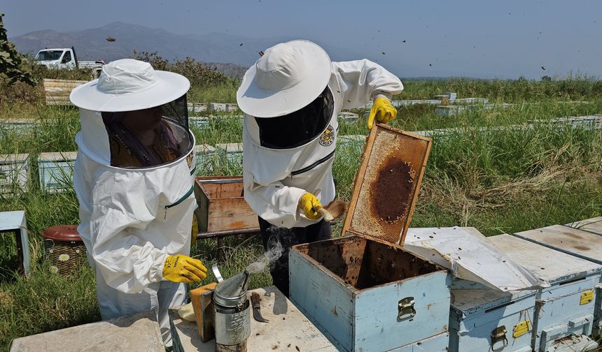 Kuyucak'tan Dünyaya Kovan İhracatı