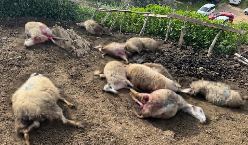 Kurtlar Köye İndi, Emek Bir Gecede Yok Oldu