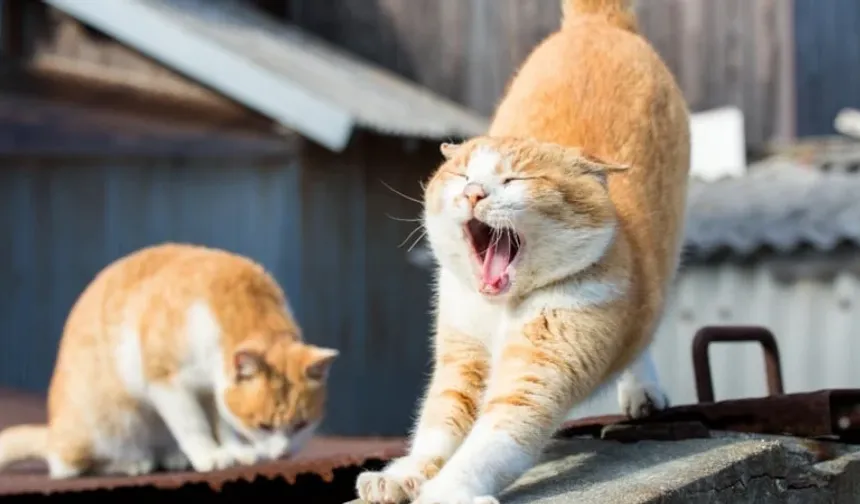 Kediler Neden  Esner? İşte Yanıtı