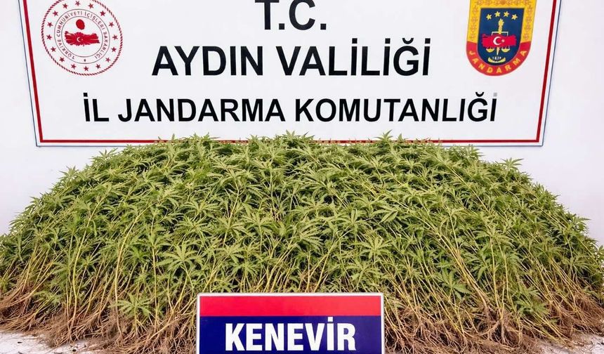 Sera İçerisinde 208 Kök Kenevir Ele Geçirildi
