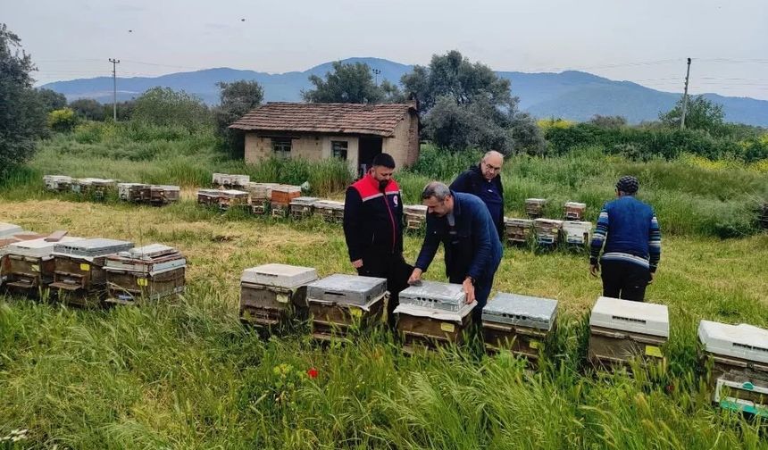 Ana Arı Üretiminde Kalite Denetimi