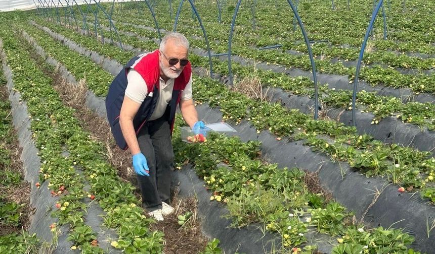 Çilek Tarlasında Kimyasal Hassasiyet