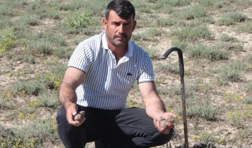Topladığı Mantarla Servet Sahibi Oldu