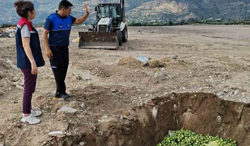 Hastalıklı ilekler imha edildi