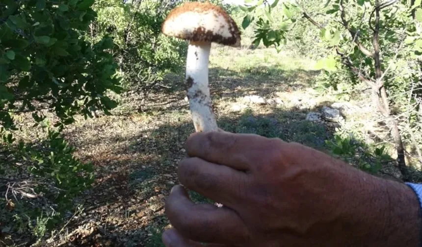 Meşelerin Dibindeki Hazine