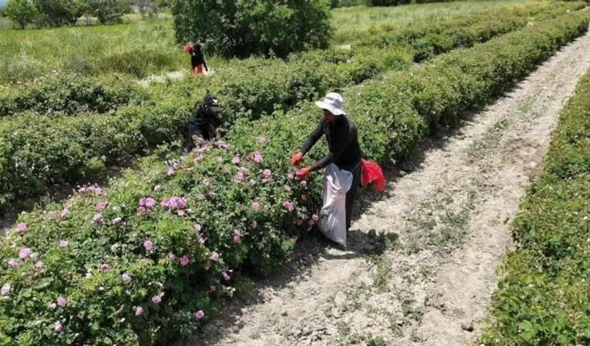 Pembe Hazine’nin Fiyatı Dudak Uçuklattı