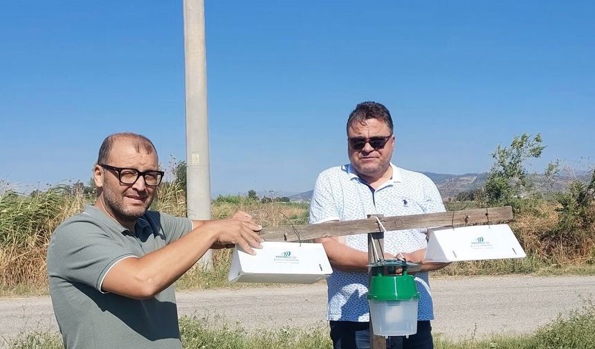 Pamukta Feromon tuzağı dönemi