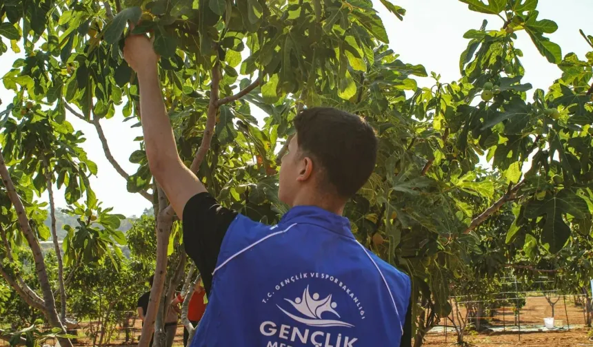 Gönüllü gençler incir hasadına katıldı