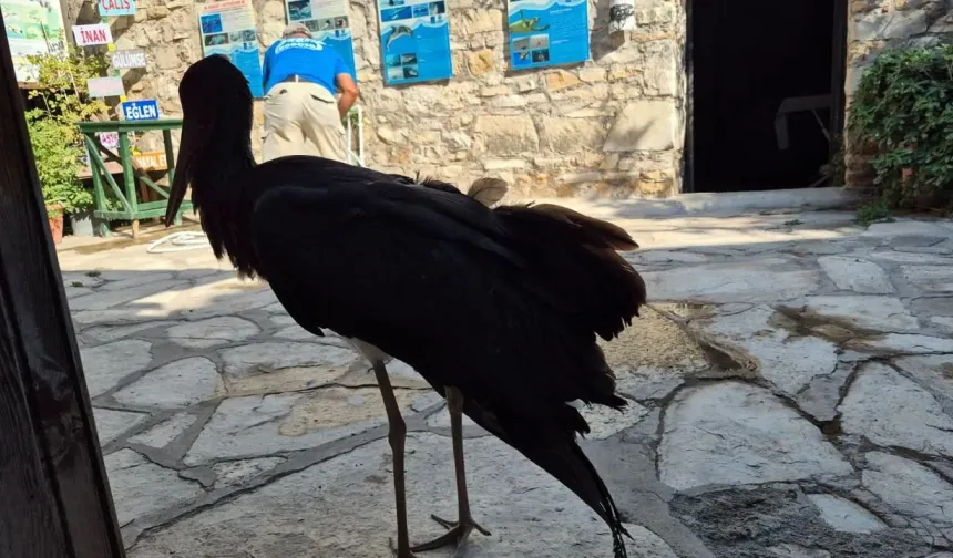 Sazlı’nın Azmaklarında görülen yaralı kuş ADÜ’ye götürüldü