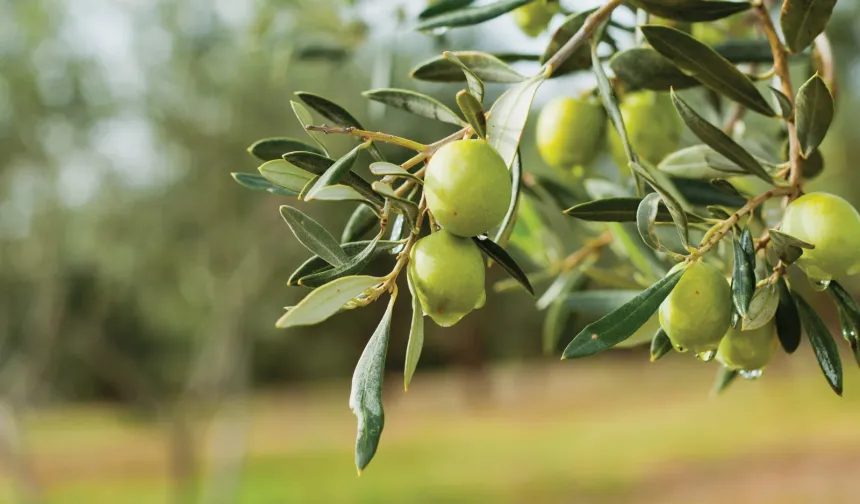 Üreticilerden zeytin fiyatına tepki